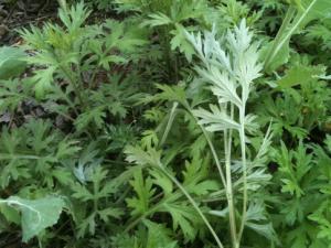 艾草如何驅(qū)蚊？艾草驅(qū)蚊的注意事項(xiàng)