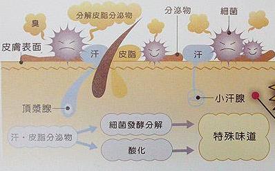 狐臭會(huì)傳染嗎?體臭和狐臭的區(qū)別