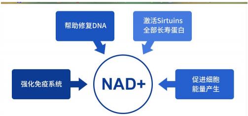 引領(lǐng)逆齡時(shí)代,NMN產(chǎn)品有效成分是關(guān)鍵