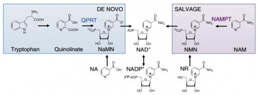 【杉寶解讀】NAD +的從頭合成途徑受損會(huì)導(dǎo)致急性腎損傷