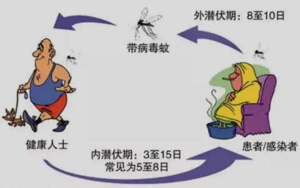 新加坡遭遇史上最嚴(yán)重登革熱疫情,感染病例已超2萬,死亡19例