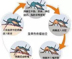 新加坡遭遇史上最嚴(yán)重登革熱疫情,感染病例已超2萬,死亡19例