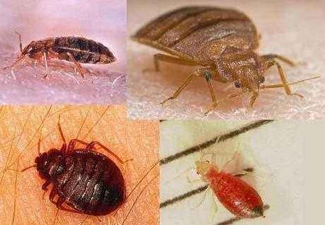 臭蟲咬的包是什么樣子?家庭除臭蟲最簡單的方法是什么?