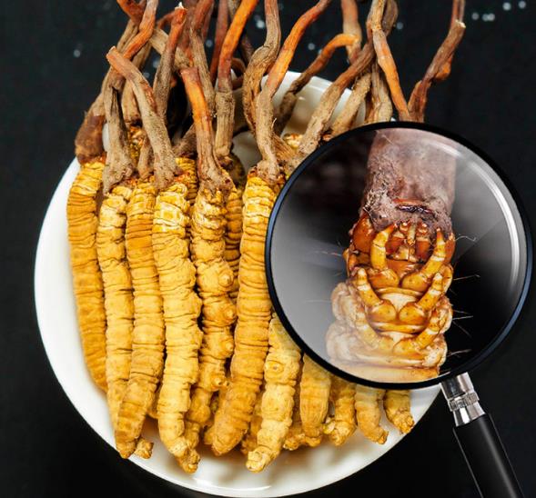 “冬蟲(chóng)夏草”是蟲(chóng)還是草?冬蟲(chóng)夏草怎么形成的?