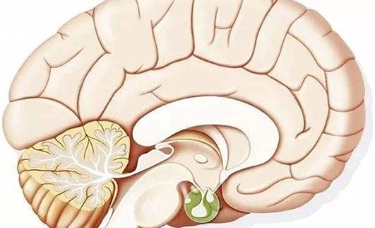 小腦萎縮有幾個(gè)階段?小腦萎縮的治療方法有哪些?