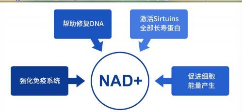 杉寶NMN:劃時代逆轉(zhuǎn)衰老技術走出實驗室