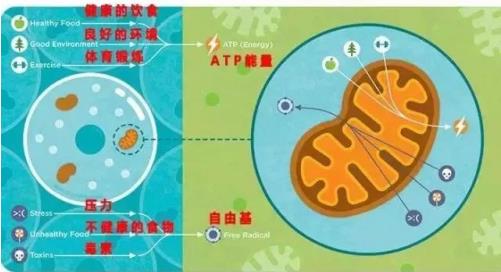 杉寶解讀:補(bǔ)充N(xiāo)AD+為什么能預(yù)防和治療老年癡呆?
