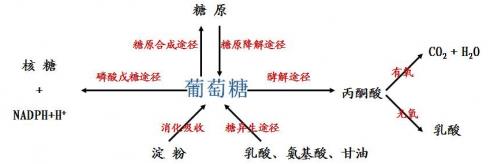 杉寶解讀:補(bǔ)充N(xiāo)AD+為什么能預(yù)防和治療老年癡呆?