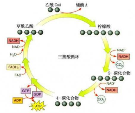 杉寶解讀:補(bǔ)充N(xiāo)AD+為什么能預(yù)防和治療老年癡呆?