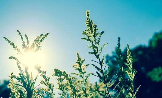 光敏性皮炎有哪些藥物治療?光敏性皮炎的診斷有哪些?