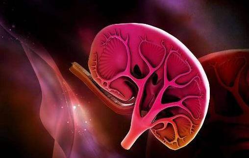 糖尿病性腎病的癥狀有哪些?糖尿病性腎病需要做哪些檢查?