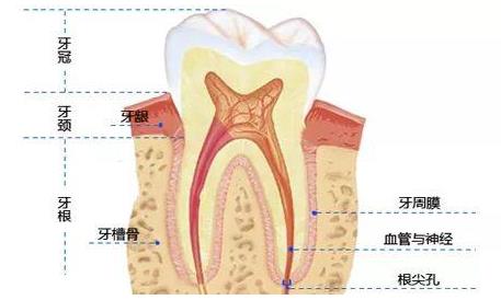 全民愛牙公益行動種植牙與陶瓷牙哪個好