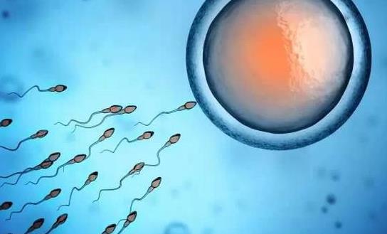 精子活力低有哪些危害?精子活力低有哪些癥狀?