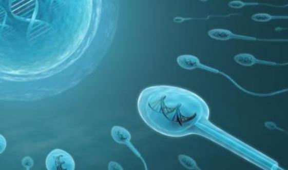 精子存活率受什么因素影響?精子存活率怎么治療?