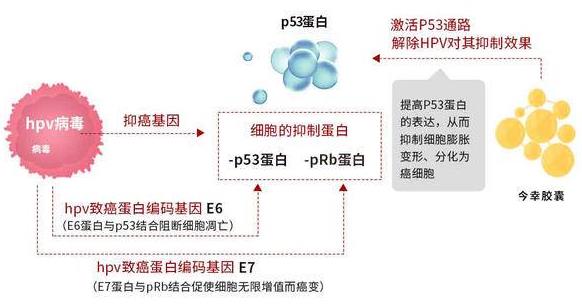 hpv18陽性多久能轉(zhuǎn)陰,hpv18陽性很難轉(zhuǎn)陰嗎?