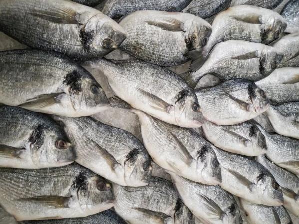 Brauer 蓓澳兒:不愛吃魚的寶寶 就一定缺乏 DHA 嗎?