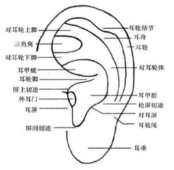 耳穴埋豆是什么?耳穴埋豆需要注意什么事項