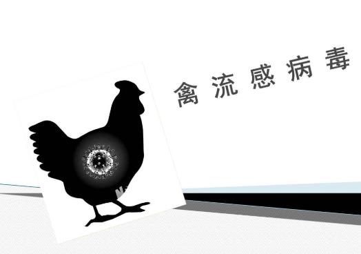 如何做好禽流感預(yù)防工作?禽流感的癥狀是什么