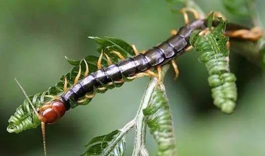 蜈蚣有哪些功效?被蜈蚣咬了怎么辦?