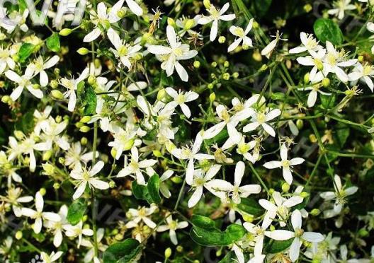 上海涵美醫(yī)療器械有限公司【永言堂】:古方傳承草本精華