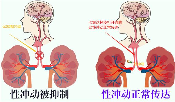 卡賓達(dá)樹皮是一種α2腎上腺素阻斷劑