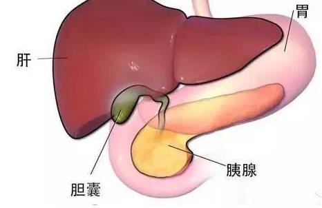 膽囊息肉能治愈嗎?膽囊息肉不能吃什么