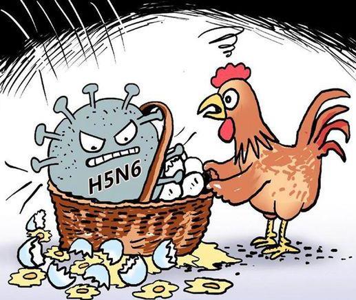 禽流感的癥狀是什么?如何預(yù)防禽流感