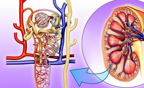 什么是肝硬化性腎損害?肝硬化性腎損害的癥狀