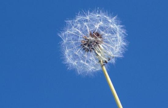 蒲公英能天天喝嗎?哪些人不宜喝蒲公英泡的水?