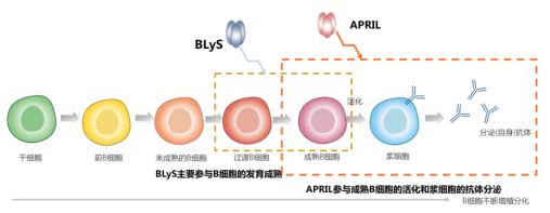 泰愛獲批,為你解讀“狼”的幕后黑手