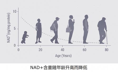 基因港提醒:應(yīng)盡早提醒衰老這只“灰犀!