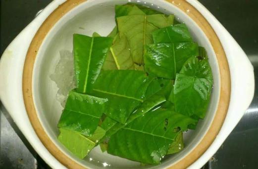 枇杷葉熬水喝能治咳嗽嗎?枇杷葉煮水喝咳嗽加重是怎么回事
