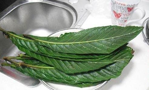 枇杷葉熬水喝能治咳嗽嗎?枇杷葉煮水喝咳嗽加重是怎么回事