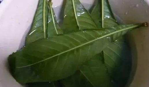 枇杷葉熬水喝能治咳嗽嗎?枇杷葉煮水喝咳嗽加重是怎么回事