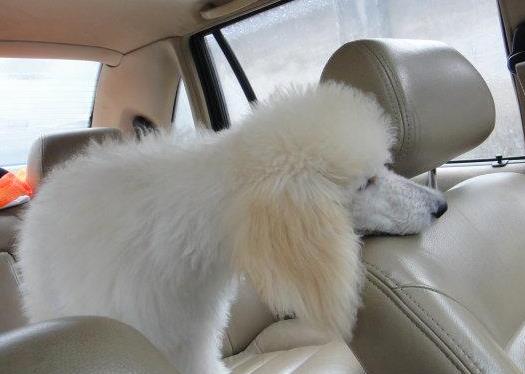 有永不暈車的方法嗎?暈車厲害怎么辦