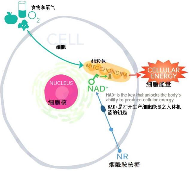 為什么會出現(xiàn)弱精癥?他弱精吃fertimale二個月后,好了