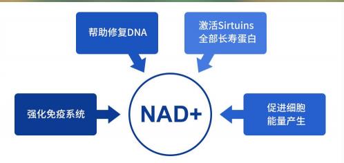 信心康樂NMN:走出實驗室,逆轉(zhuǎn)衰老技術(shù)不是夢