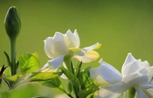 梔子花會引起鼻炎及過敏嗎?梔子花有哪些作用?