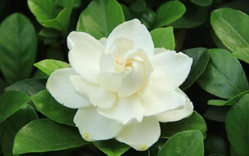 梔子花會引起鼻炎及過敏嗎?梔子花有哪些作用?
