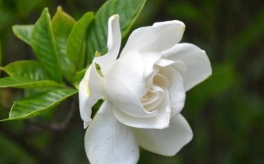 梔子花可以放在室內(nèi)嗎?梔子花有哪些功效?