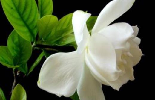 梔子花可以放在室內(nèi)嗎?梔子花有哪些功效?