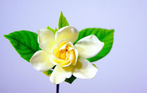 梔子花會引起鼻炎及過敏嗎?梔子花有哪些作用?