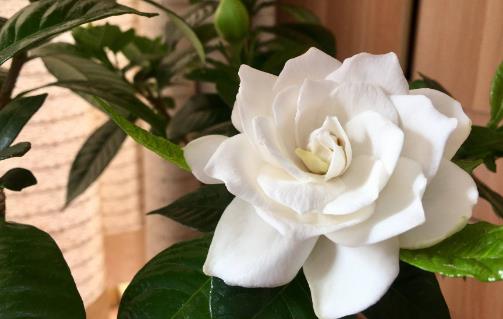 梔子花可以放在室內(nèi)嗎?梔子花有哪些功效?