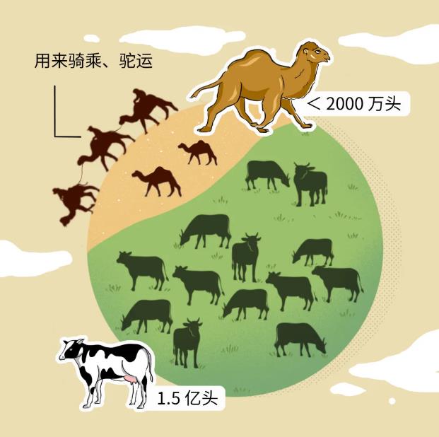 繼水牛奶后,駱駝奶也來(lái)了,它有什么特別之處?