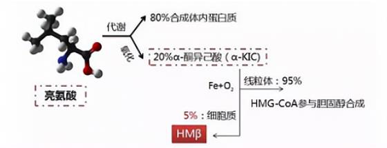 原來HMB能提升肌肉,增強人體免疫力!