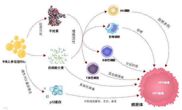 男士感染HPV用什么藥好,男性抗HPV用什么藥好?