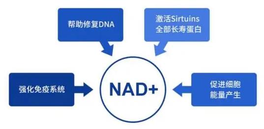 NMN“拍了拍”你 告訴你如何保護(hù)“腰兒”