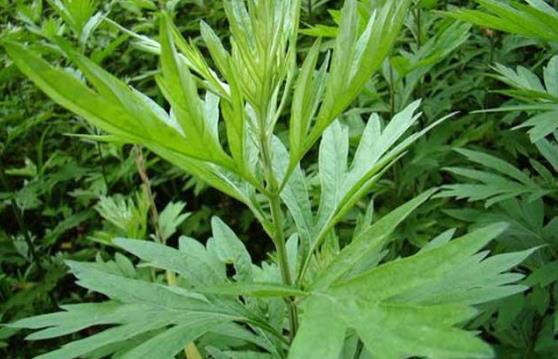 艾葉泡水喝可以去濕氣嗎?艾熏對男性性功能有影響嗎