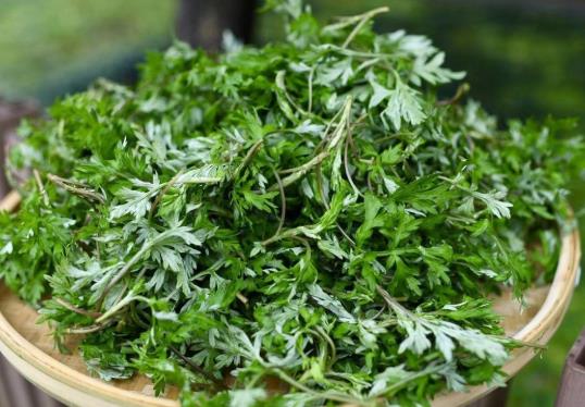 艾草泡腳下身有臟東西怎么回事?喝艾葉水月經(jīng)會停嗎?