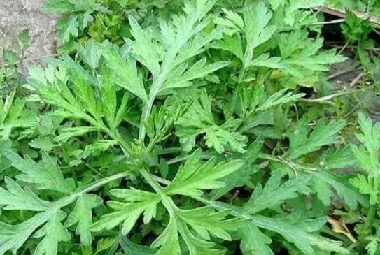 艾草泡腳下身有臟東西怎么回事?喝艾葉水月經(jīng)會停嗎?